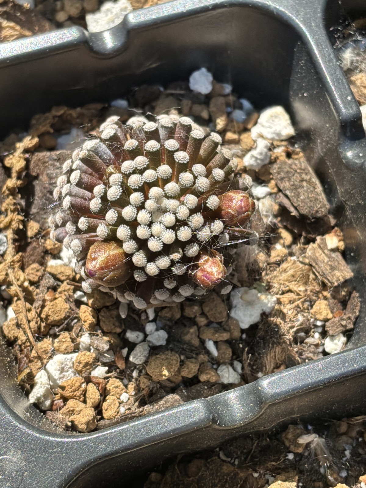 Mammillaria luethyi gallery