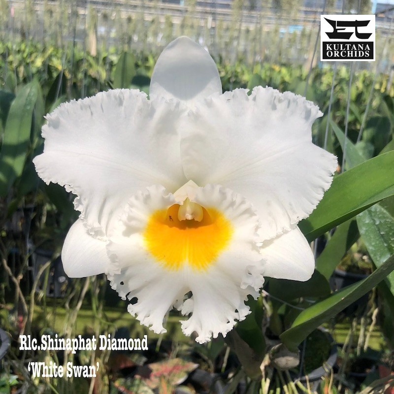 Rhyncholaeliocattle Shinaphat Diamond 'White Swan' Orchid Plant Blooming Size 4” gallery