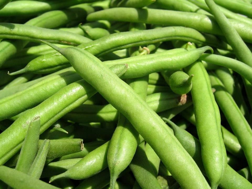 Green Bean Seeds: Landreth Stringless Green Beans Fresh Seed FREE Shipping!!! gallery