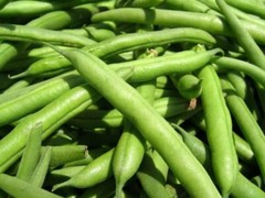 Green Bean Seeds: Landreth Stringless Green Beans Fresh Seed FREE Shipping!!!