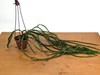 Huperzia Hang Hong Pot Size: 4" gallery