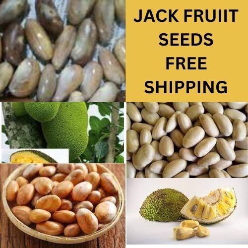 Seeds Jackfruit Fruit Tropical Tree Flower Largest seeds 2kg Fresh Jack Organic gallery