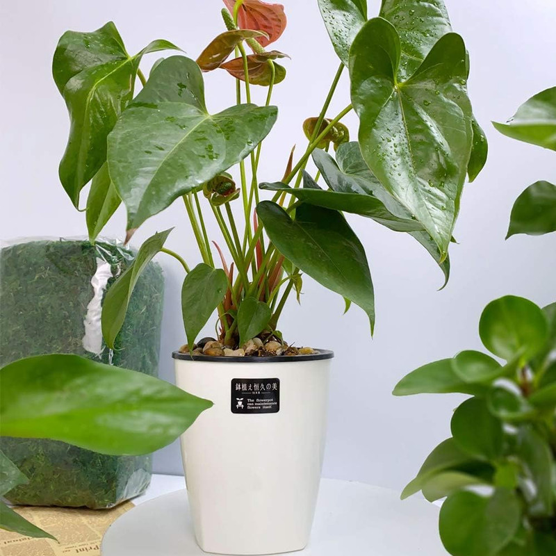 8 Pack 4 Inch Self Watering Plastic Planter with Inner Pot White Flower Plant Po gallery