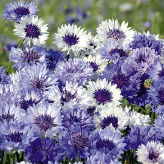 Cornflower / Bachelor Button FANTASTIC MIX Sun/Partial Shade Non-GMO 200 Seeds gallery