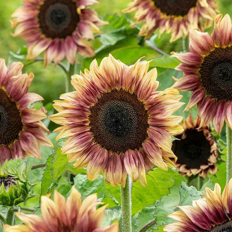 ProCut Plum Sunflower Totally Unique Color 10 Seeds Free Shipping! gallery
