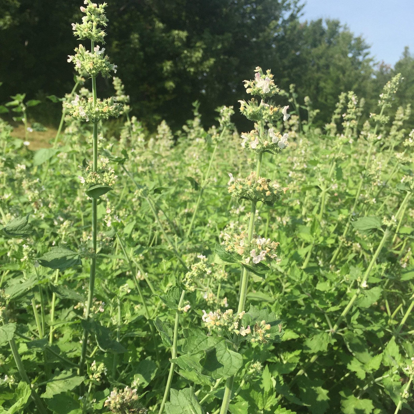 Catnip Seeds (Nepeta cataria) ~Traditional Herb Perennial Pollinator Garden gallery