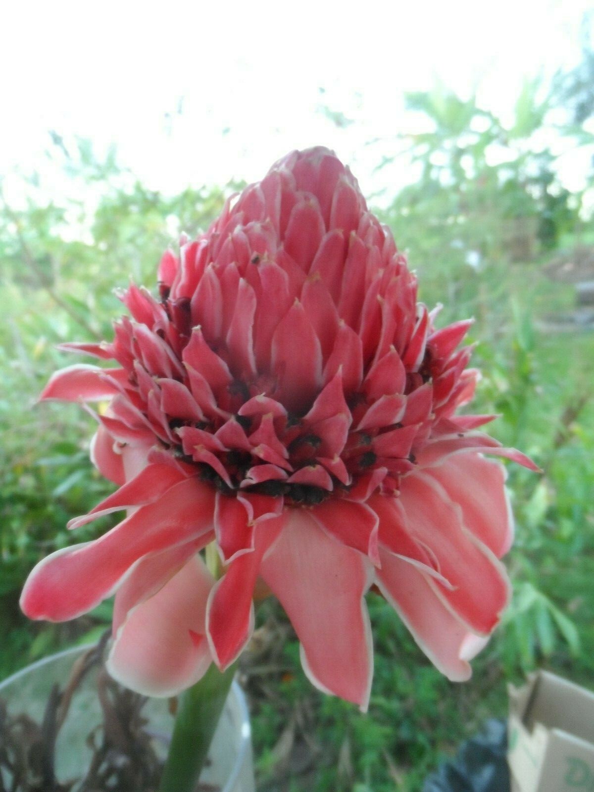 1x PINK TORCH GINGER, ETLINGERA LIVE RHIZOME TROPICAL EXOTIC FLOWER, Ships free gallery
