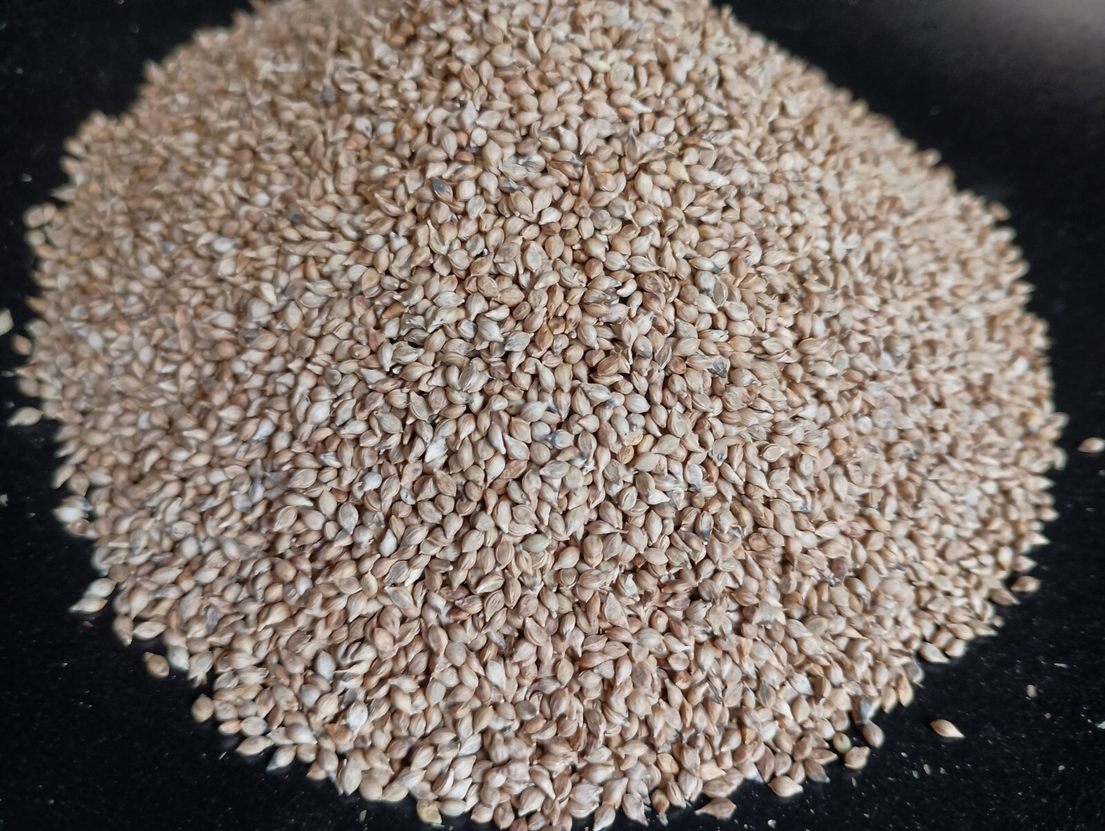 Brown Top Millet Seeds - Fast Growing, Drought Tolerant, Excellent Wildlife Food gallery