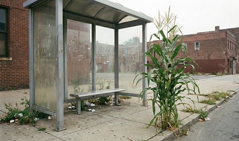 Bad Apples BITCORN™ Seed Bombs - Crypto Corn Scheme - Guerrila Garden - 1 Acre gallery