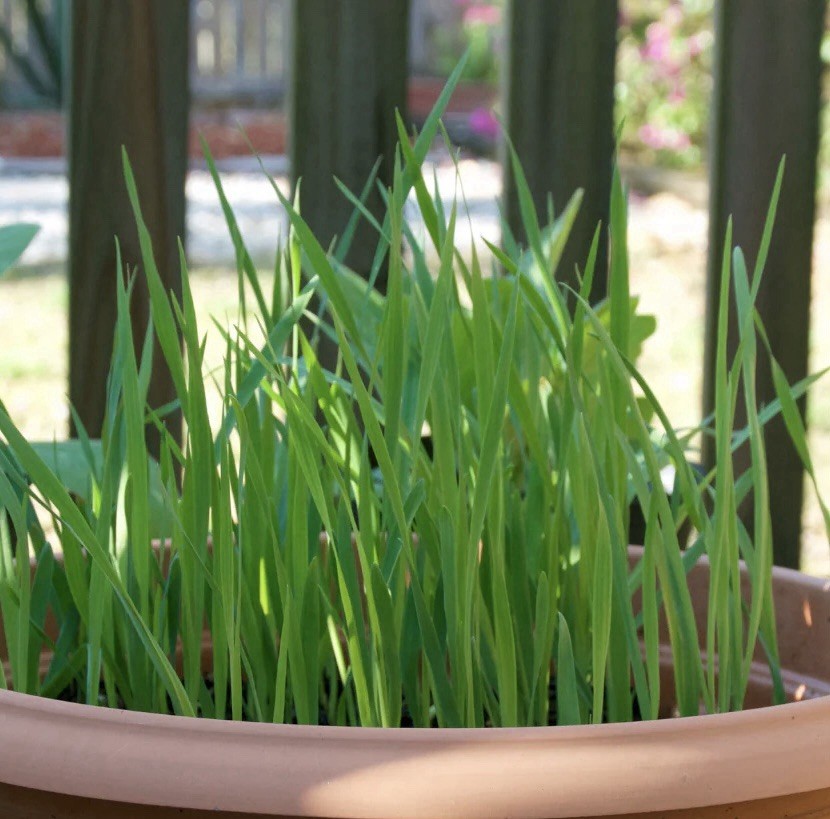 100+ CAT GRASS SEEDS | CAT GRASS CRESTED WHEAT GRASS - USA SELLER |FREE SHIPPING gallery