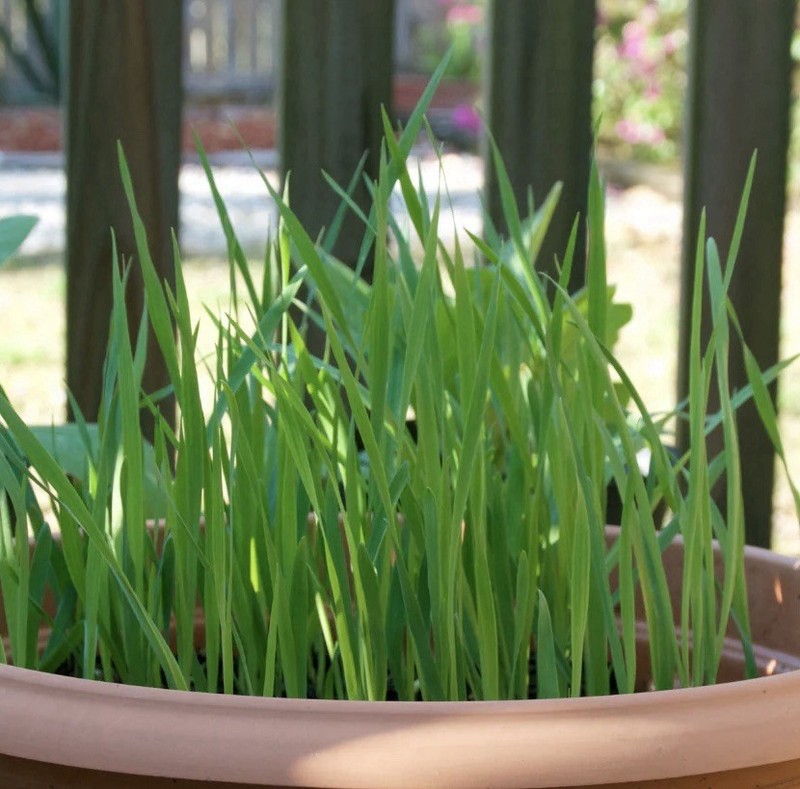 100+ CAT GRASS SEEDS | CAT GRASS CRESTED WHEAT GRASS - USA SELLER |FREE SHIPPING gallery