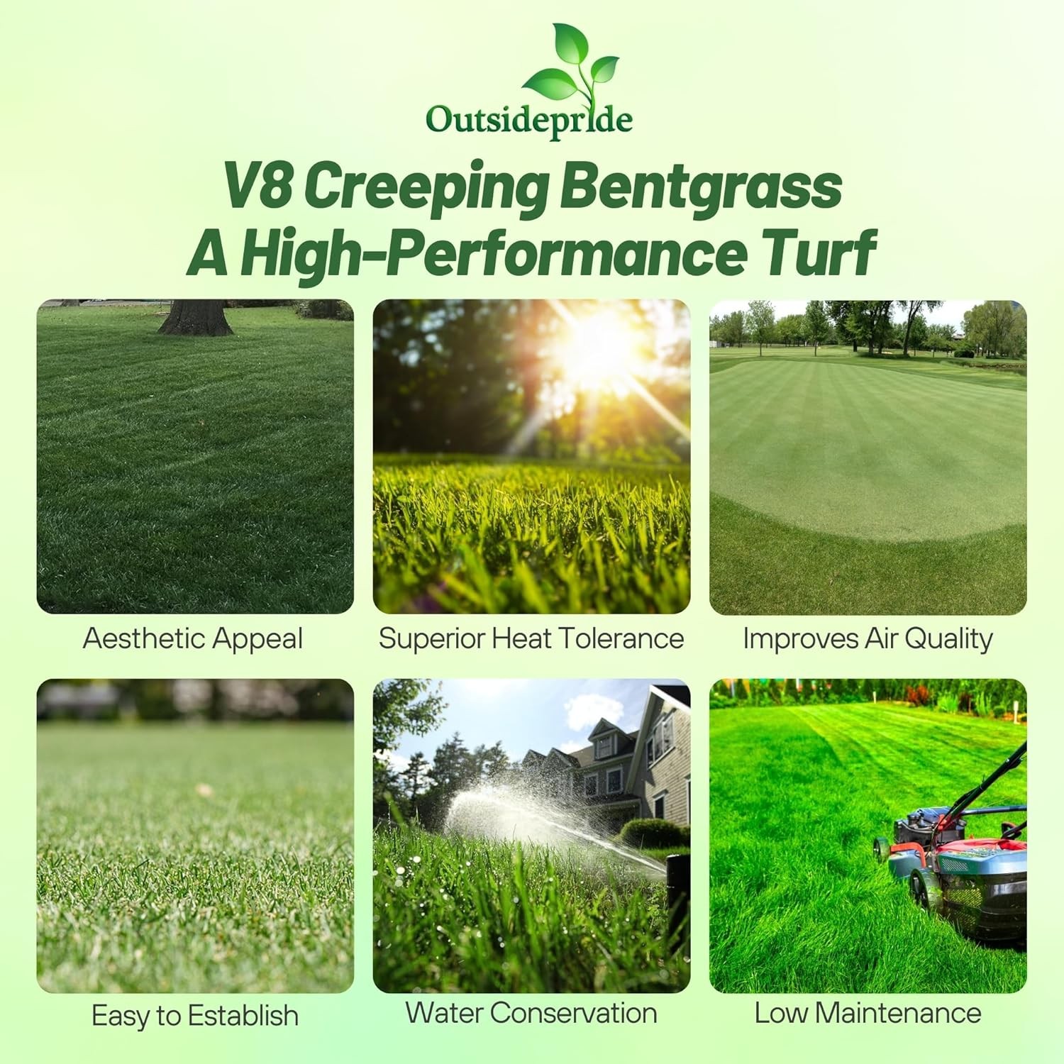 2 LBS V8 Creeping Bent Grass Seed For Golf Courses & Putting Greens gallery