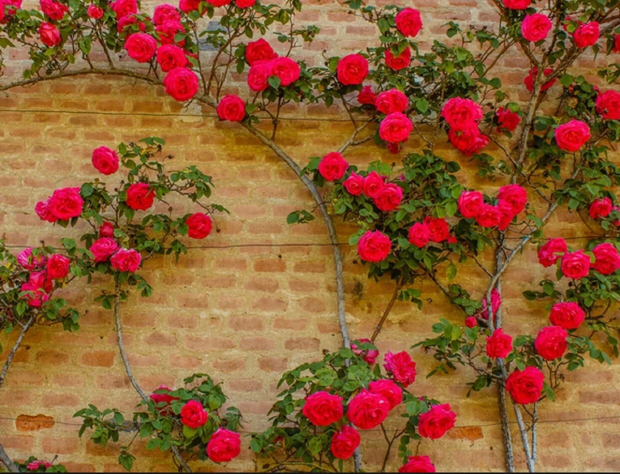 20pcs Red Climbing Rose Seeds - Rare Non-GMO Heirloom Variety for Your Garden gallery
