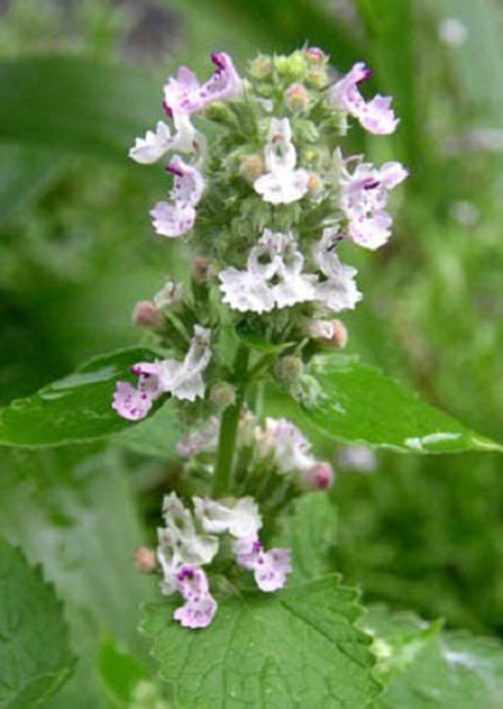 200 Lemon LEMONY CATNIP Nepeta Cataria Citrodoria Herb Flower Seeds gallery
