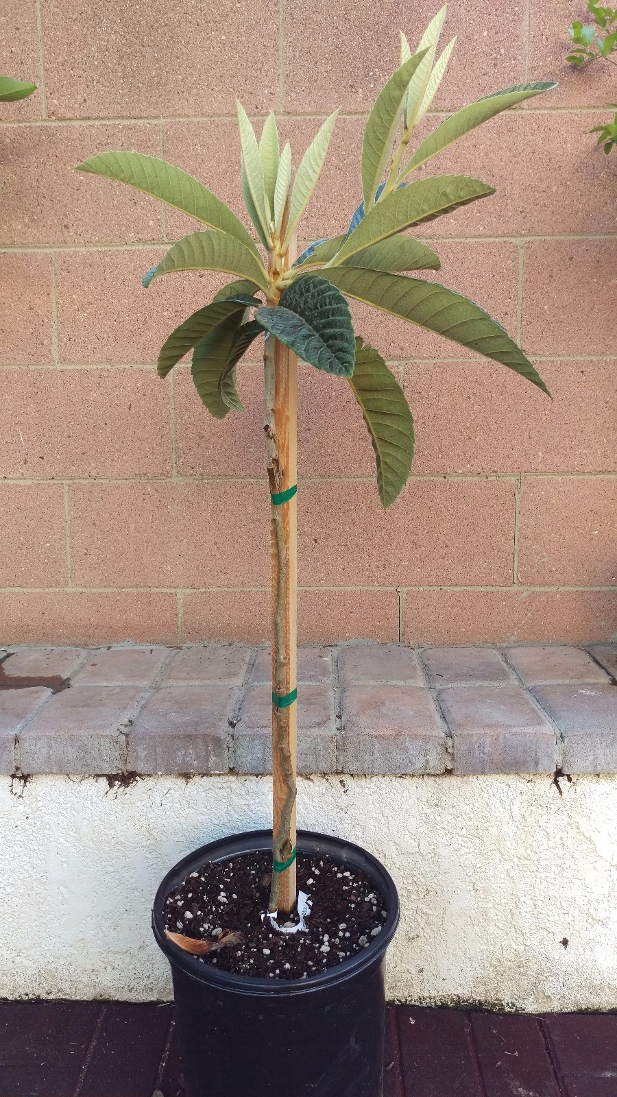 Loquat (Big Jim) Tropical Fruit Tree gallery