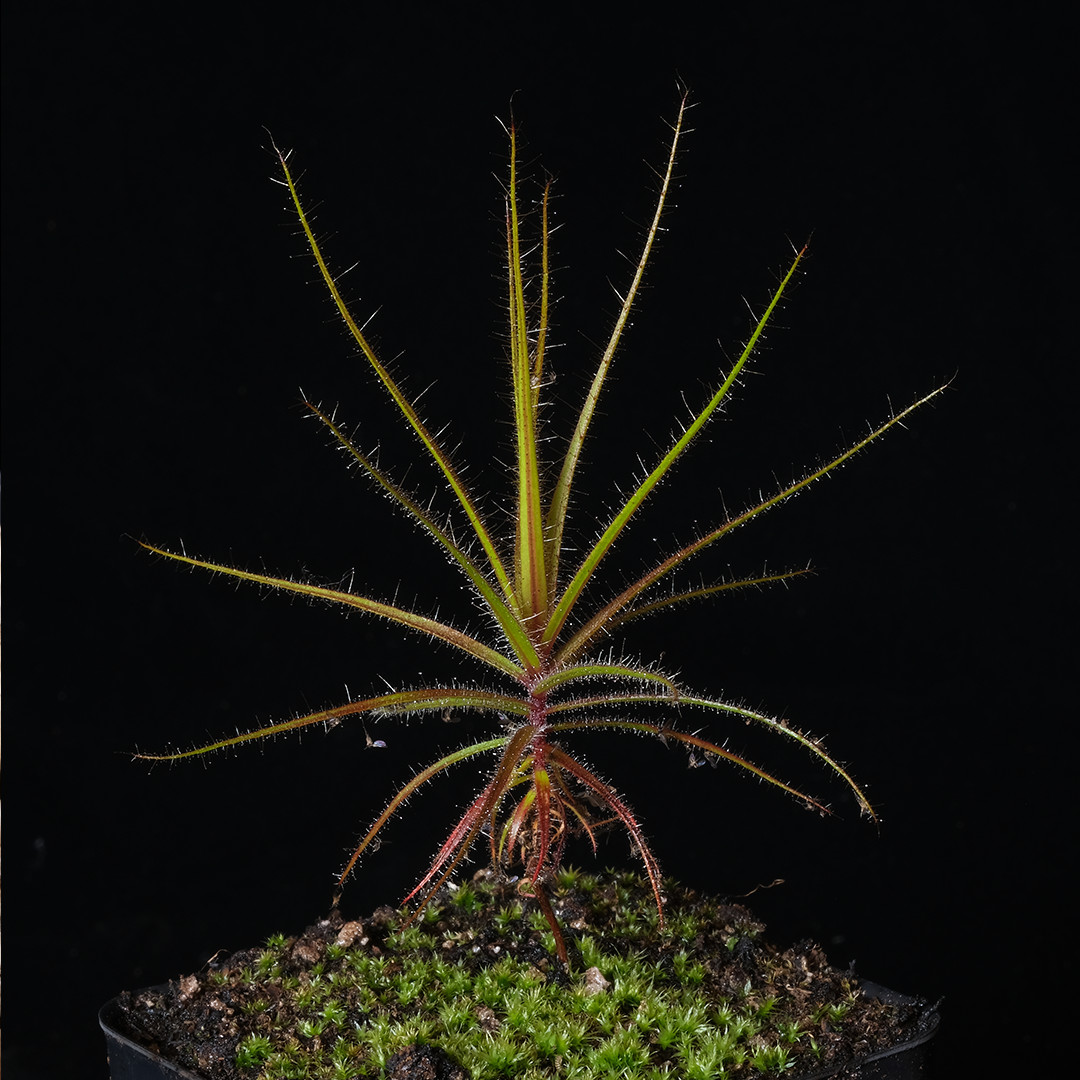 Roridula gorgonias - 2.5" pot - Carnivore gallery