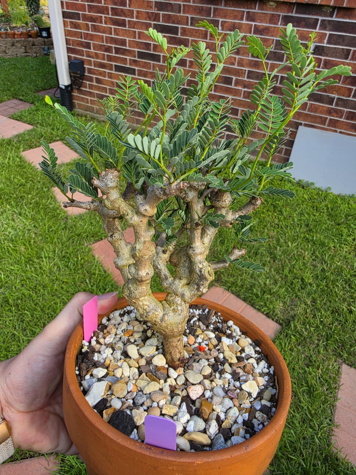 Senna Meridionalis Rare Live Succulent Bonsai Plant gallery