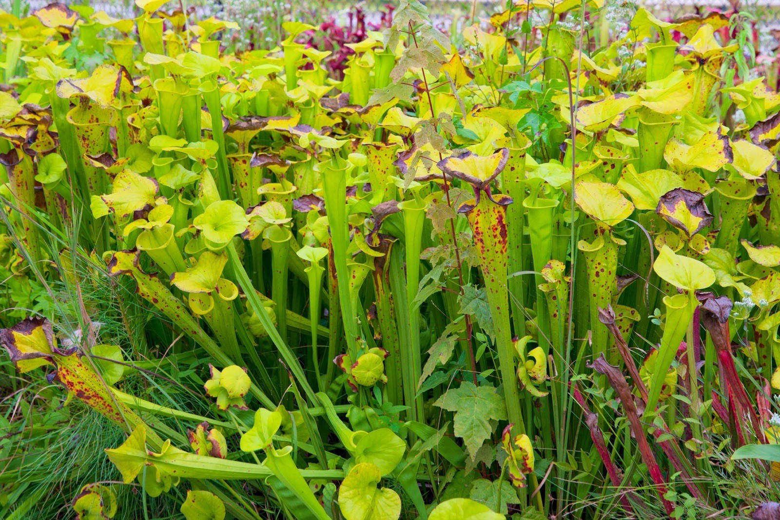 Sarracenia Flava Rugelii “Georgia Giant” Rare gallery
