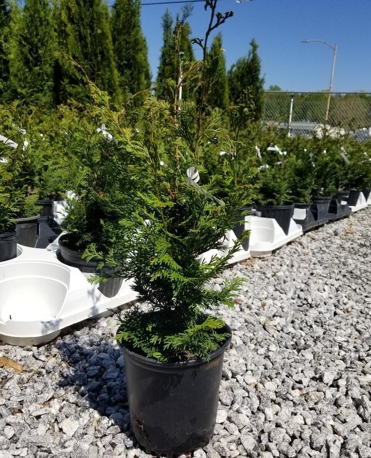 Slender Hinoki False Cypress - Live Plant - ( 2.5 QT ) gallery