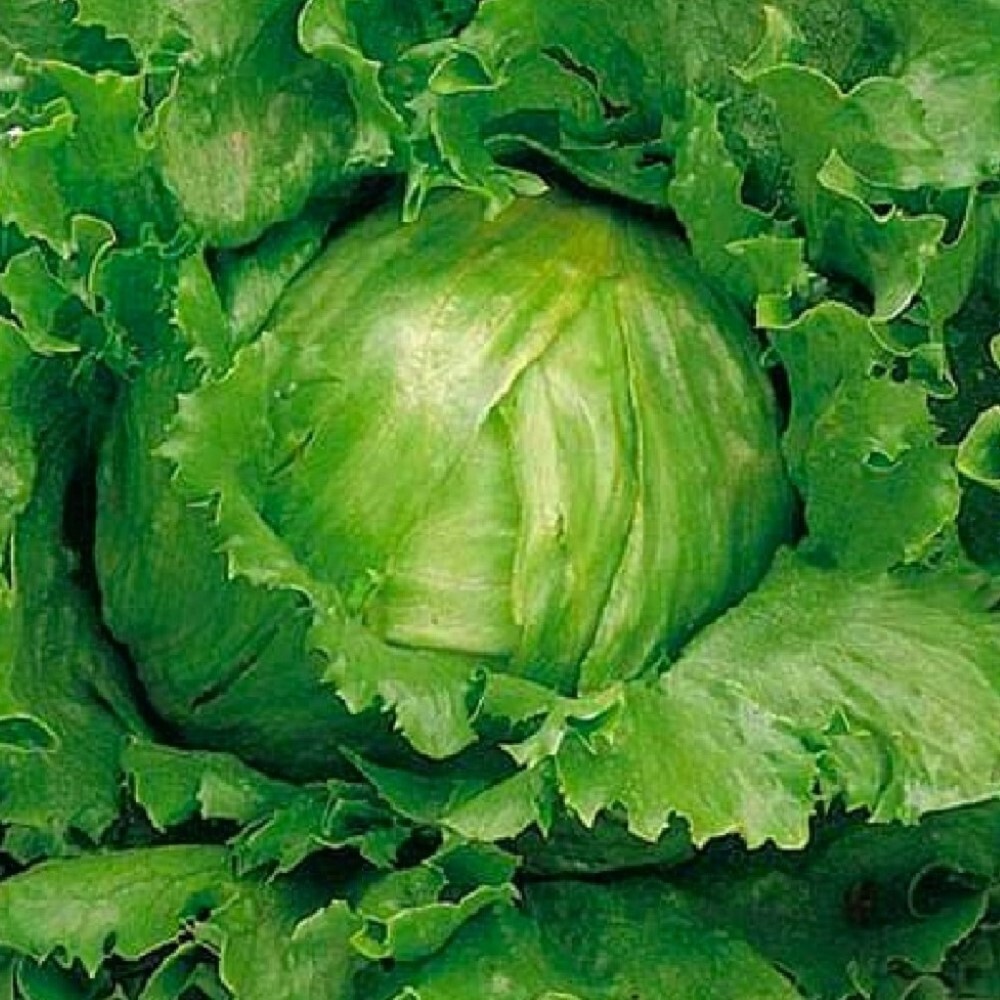 Crisphead Great Lakes Lettuce Seeds | NON-GMO | Heirloom | Fresh Garden Seeds gallery