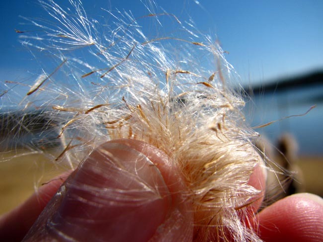 CATTAIL SEEDS * 100 SEEDS PER PKT. * BEAUTIFUL IN DRIED FLOWER ARRAINGEMENTS * gallery