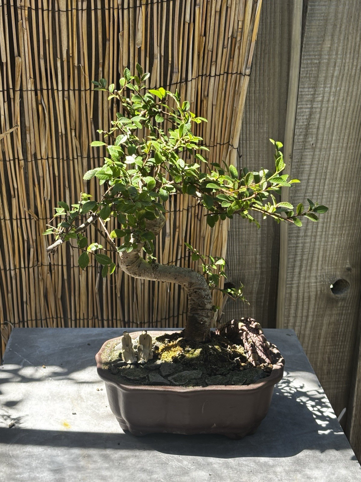 15 YEAR OLD CHINESE ELM SPECIMEN BONSAI IN A 10”CERAMIC POT gallery