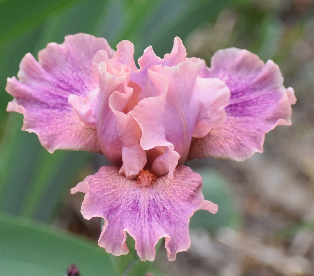 'Body Painting' IB Bearded Iris Rhizome PRE-SALE to Ship Aug/Sept gallery