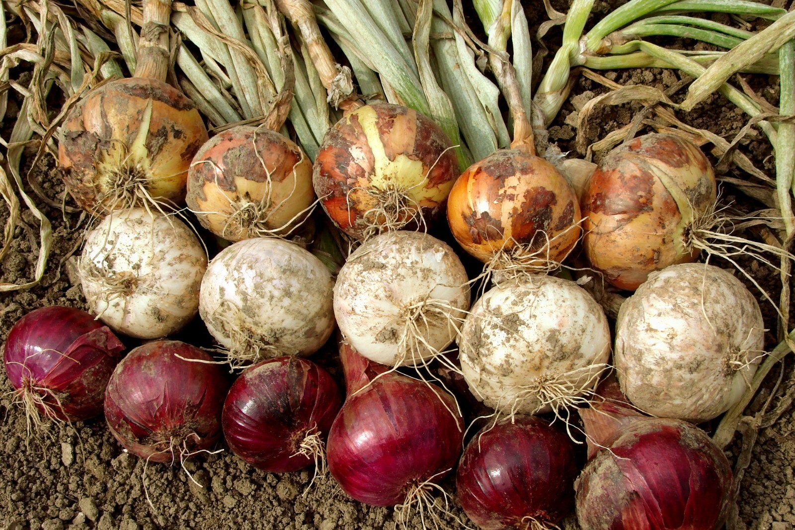 Mixed Onion Sets Red, Yellow, White Bulbs, Non-GMO 8 oz. (40+Bulbs) Shipping Now gallery