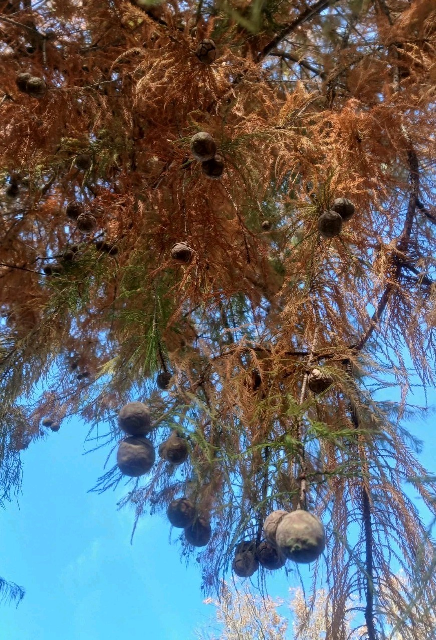 ☆250☆ Bald Cypress Tree Seeds for Planting gallery