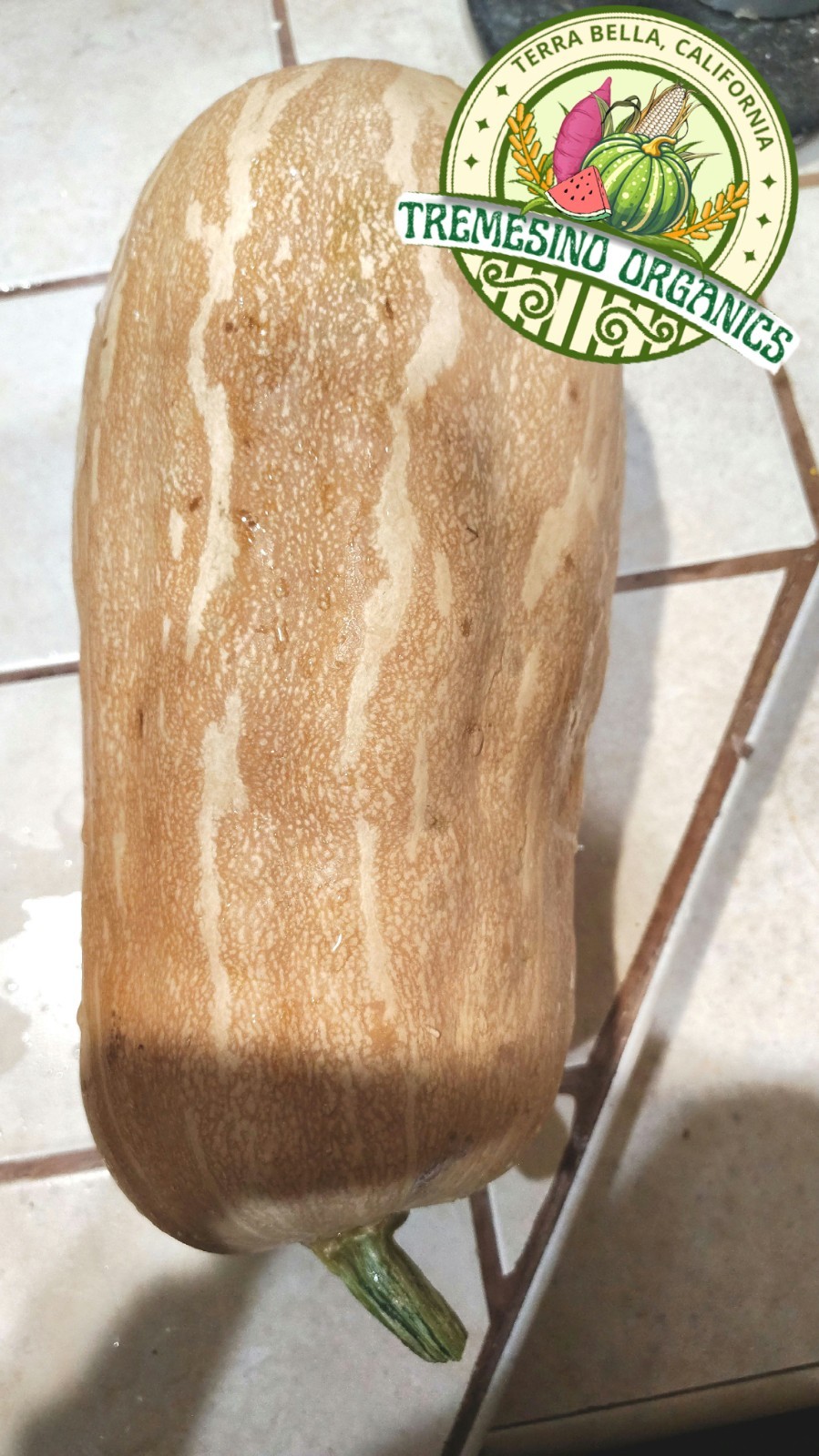 Organic Mexican Native Long Squash, 20 Seeds- Calabaza Mexicana,20 Semillas gallery