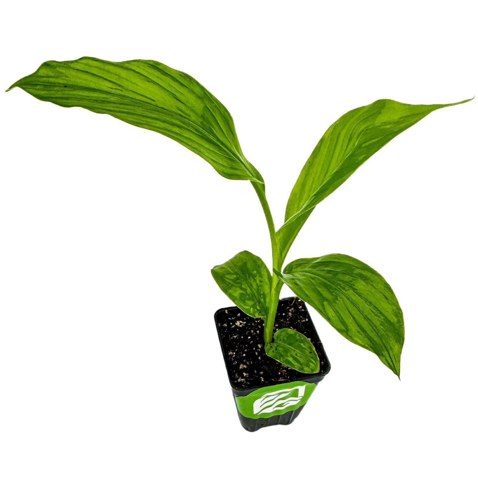 Yellow Turmeric Ginger - Curcuma longa - Live Plant gallery