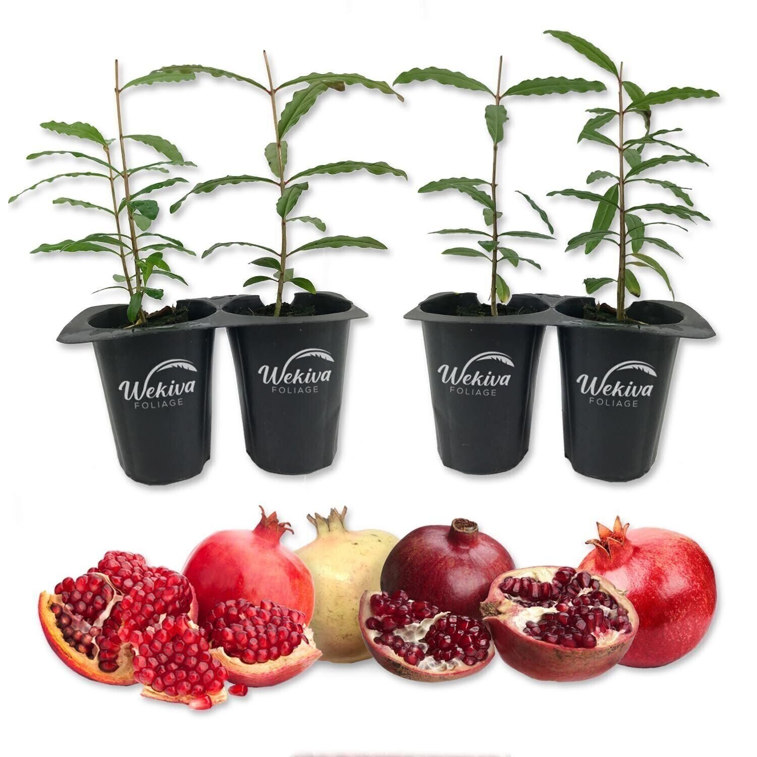 Pomegranate Tree - 4 Live Starter Plants - Grower's Choice gallery