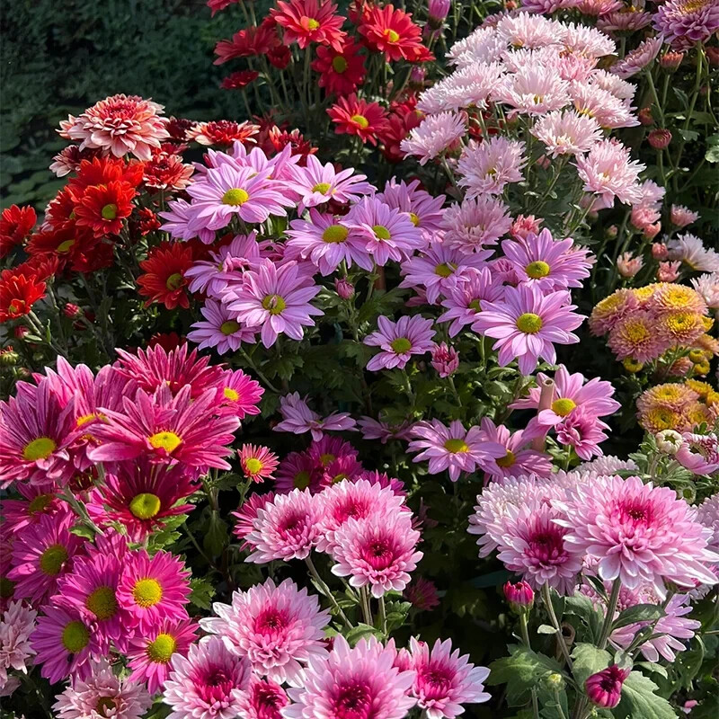200 Pcs Mixed Perennial Chrysanthemum Seeds gallery