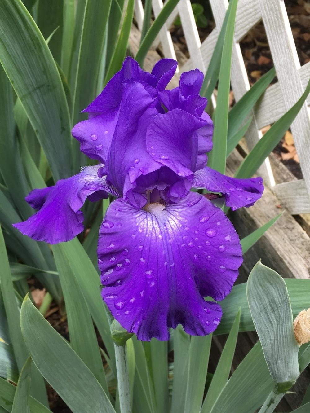 1 Tall Bearded Iris Rhizome/Bulb~STELLAR LIGHTS~Perennial Flowers~ROYAL PURPLE gallery