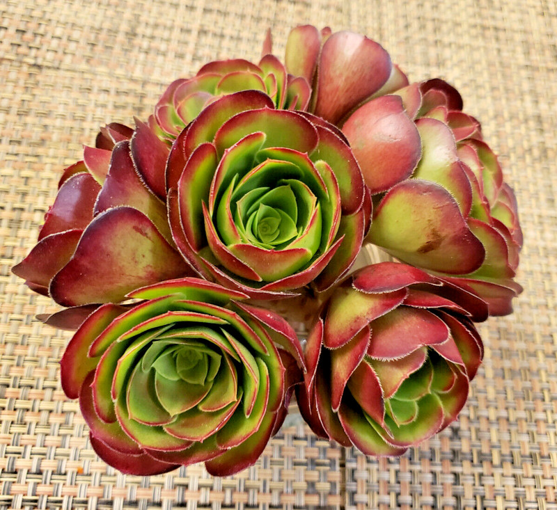2 x MEDIUM SIZE AEONIUM 'VELOUR' CUTTING - 2" (= 5 CM) diameter gallery