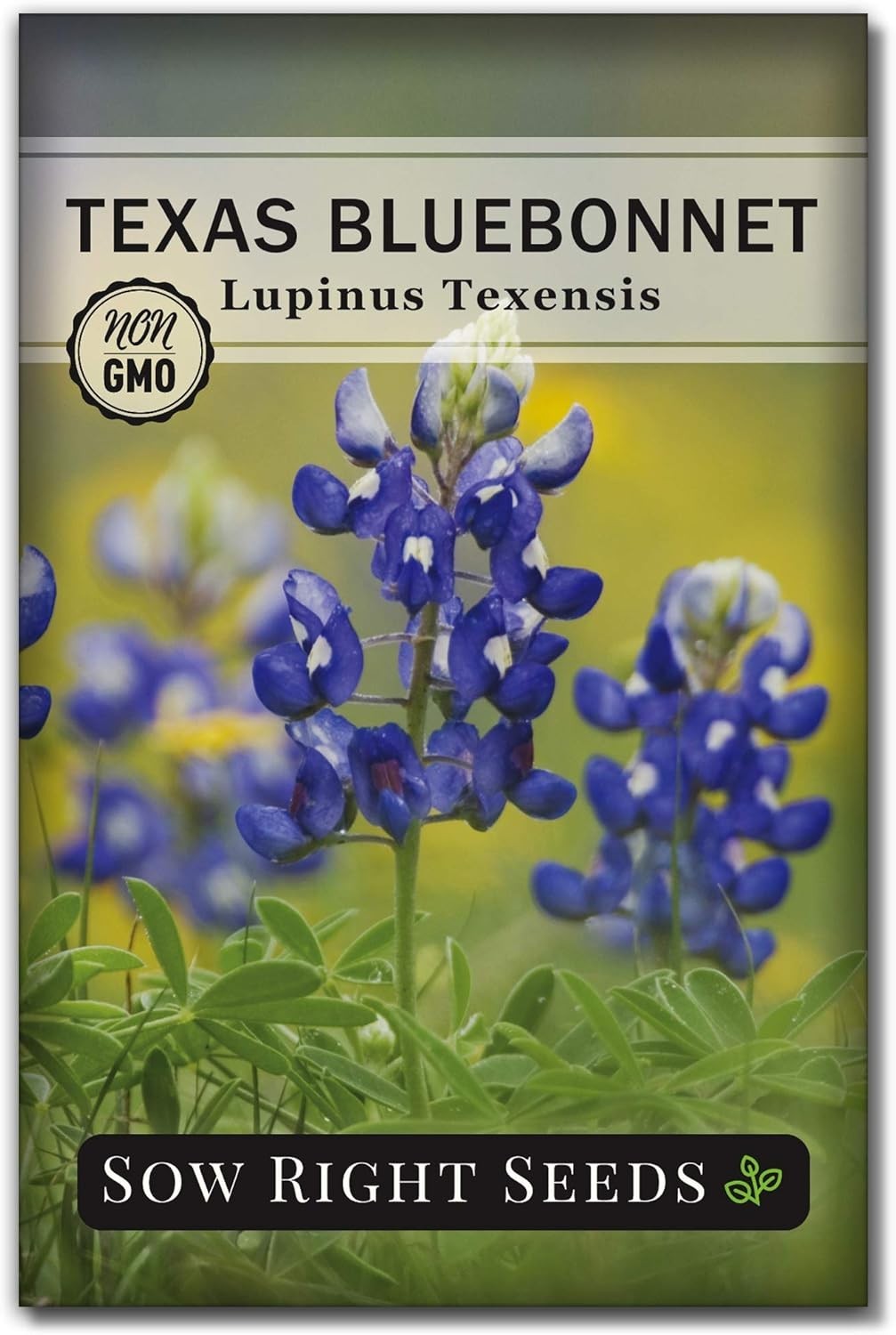 Beautiful Bluebonnet Seeds - 1 Count, Full Instructions for Quick Germination gallery