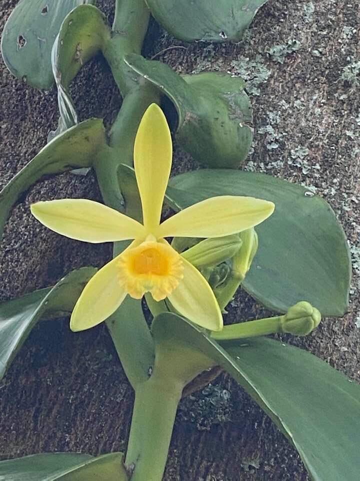 Large Plant 5” GREEN Variegated Vanilla planifolia Orchid Variegata gallery