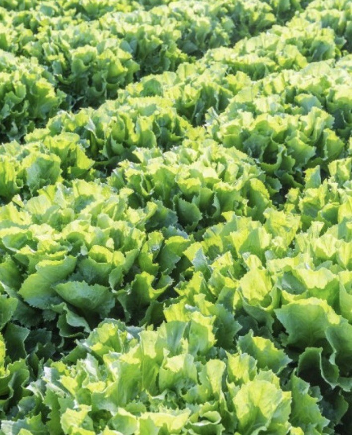 2000+Broadleaf Batavian Endive Seeds(Cichorium endivia) Escarole (2,000 Seeds) gallery