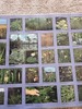 Native Freshwater Plants Large 23" X 62" Mural Poster 2001 University Of Florida gallery