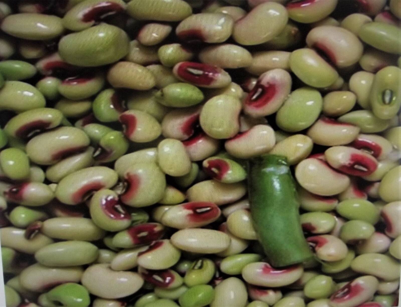 1 lb Top Pick Pinkeye Purple Hull Peas Cow Pea Germ: 80% Benefits St. Jude gallery