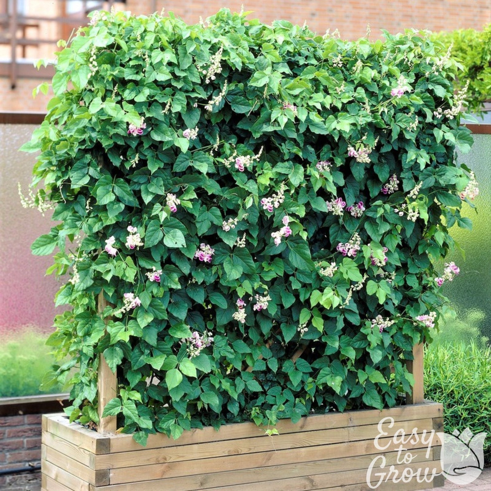 Corkscrew Vine 1 Potted Plant Rooted in a Quart Pot, Easy to Grow gallery