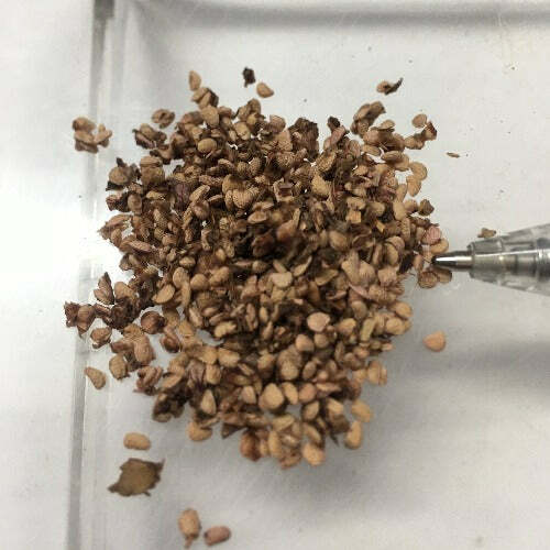 Rubus glaucus | Andean Raspberry | Mora de Castilla | 20 Seeds gallery