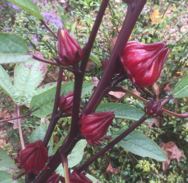 Hibiscus sabdariffa | Yellow Flower | Roselle | Karkadeh | Pundi Palle | 10 Seed gallery