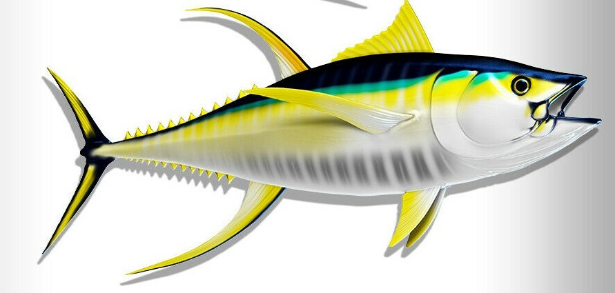 Yellowfin Tuna Decals Fish Stickers Set of 2 Vinyl Stickers #116 gallery