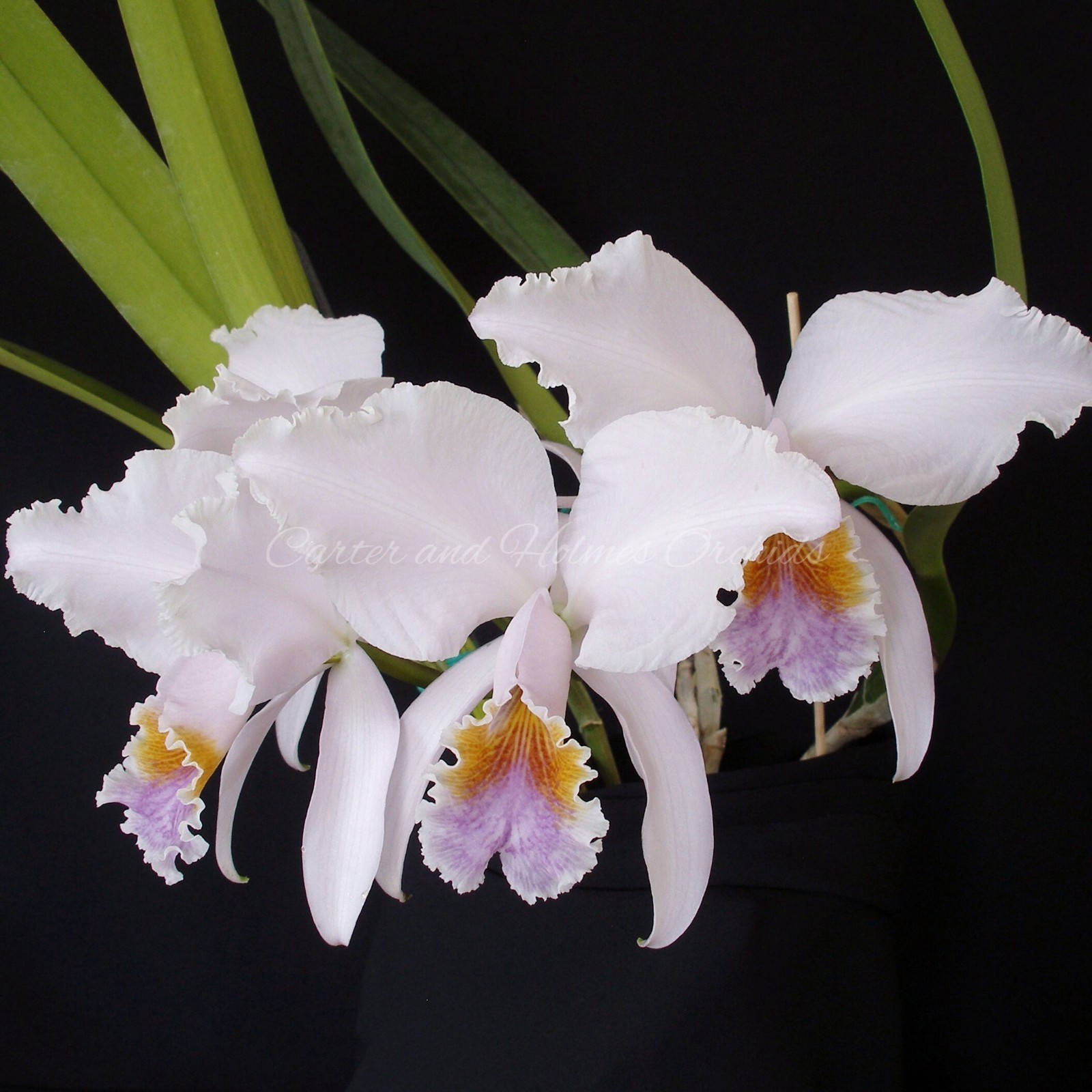 Cattleya mossiae var. coerulea- BLUE FORM OF SPECIES gallery