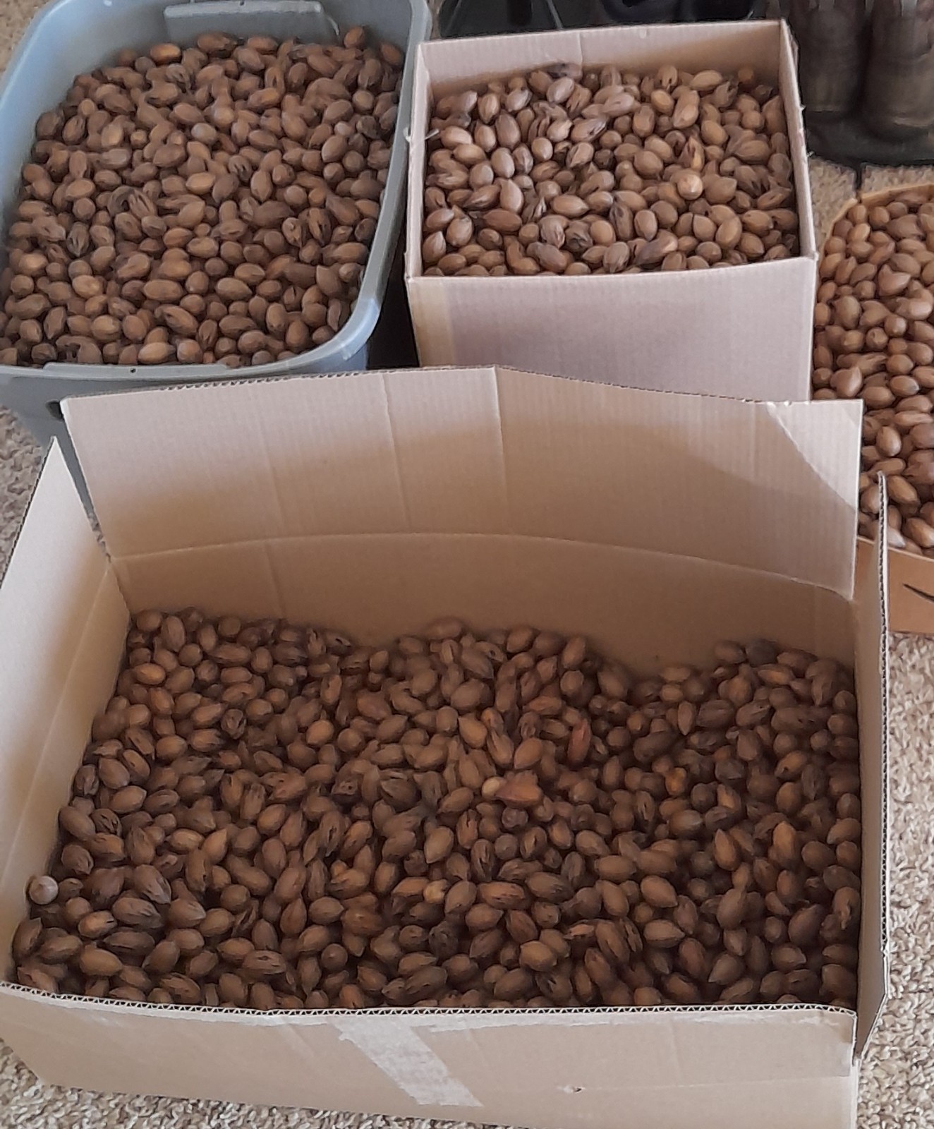 Fresh Paper Shell Pecans in shell bulk blowout sale free shipping gallery