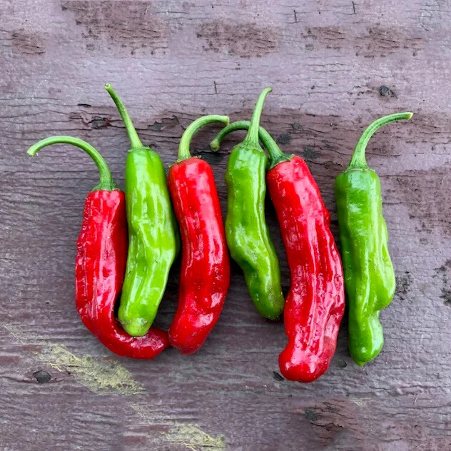 20 SHISHITO PEPPER SEEDS ~ heirloomseedguy ~ 2026 ~ NON-GMO gallery
