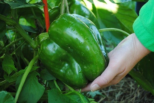 50+ Giant Keystone Resistant - Sweet - Heirloom - Organic -- NON GMO ----- FRESH gallery