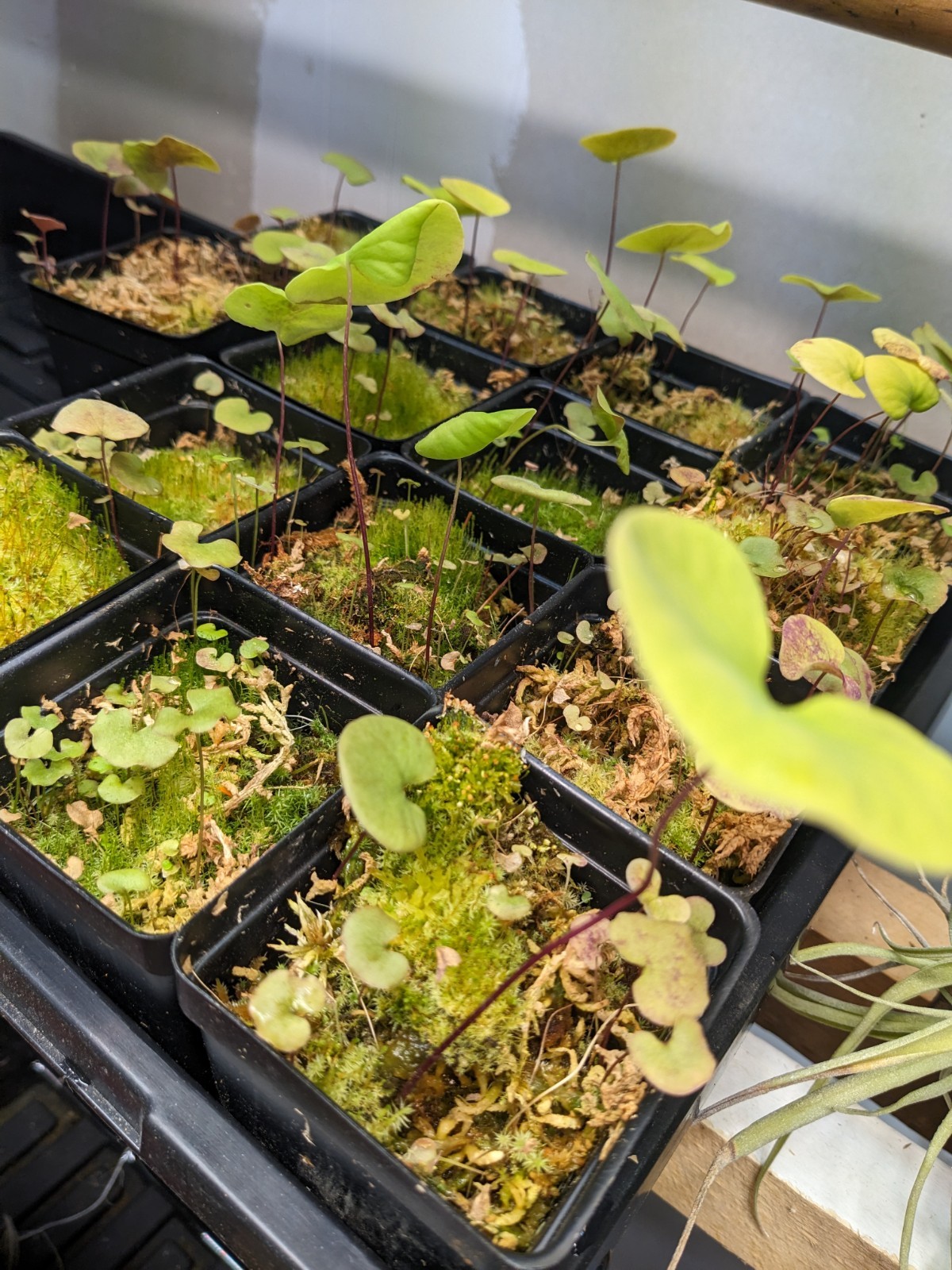 Utricularia reniformis (f. courte) gallery
