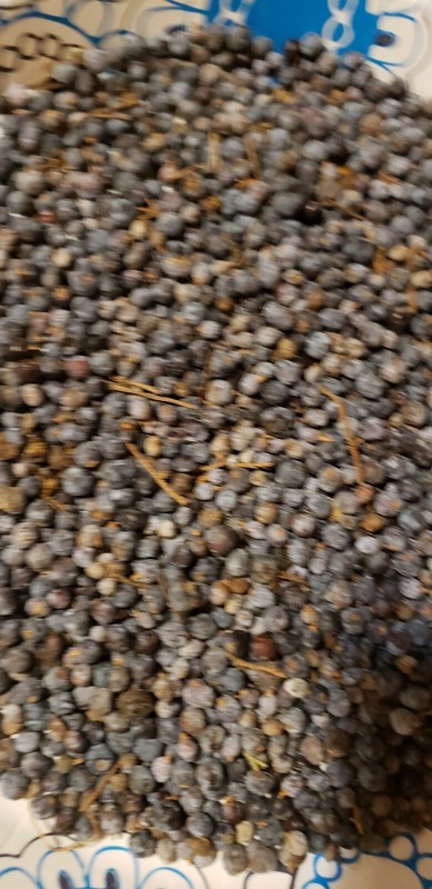 Illinois eastern Red Cedar Tree Seed plant sacred tree of eternal life juniper gallery